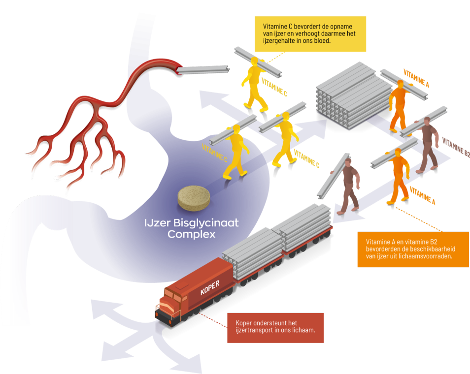 IJzer Bisglycinaat Complex