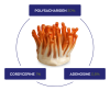 Cordyceps CPA³