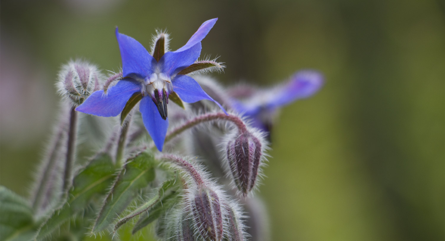 Is Borage olie gevaarlijk? En waar moet je op letten?