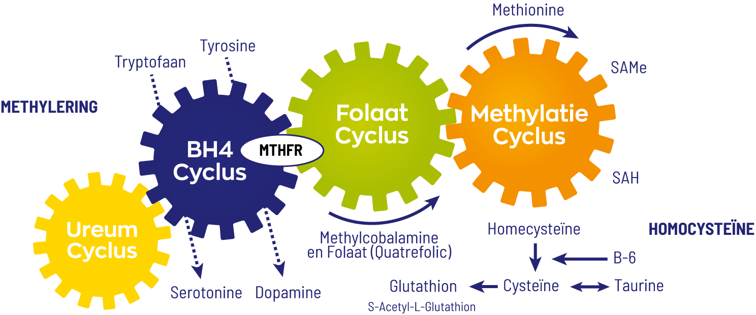 Methyldonoren