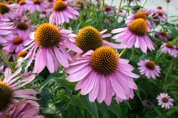 Echinacea bloemen