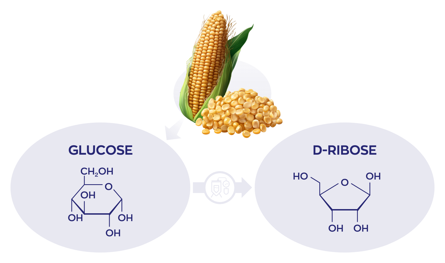 Fermentatie D-Ribose uit glucose