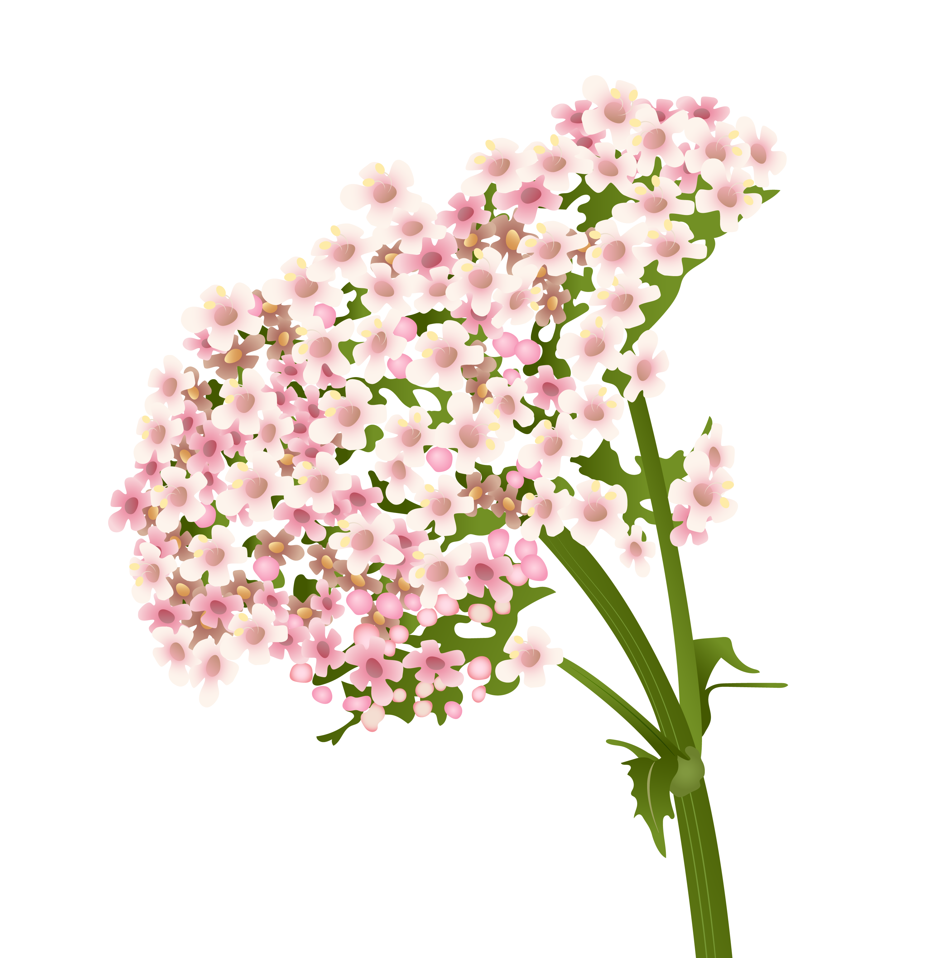 Valeriaan