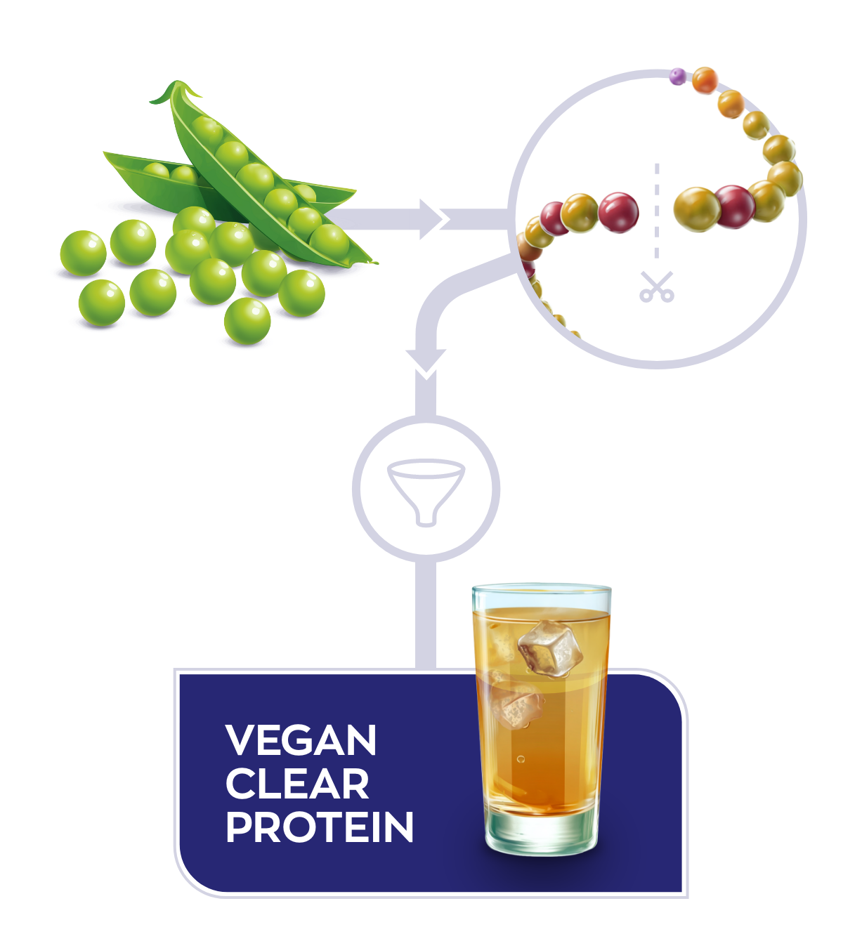 infographic productieproces van Vegan Clear Protein