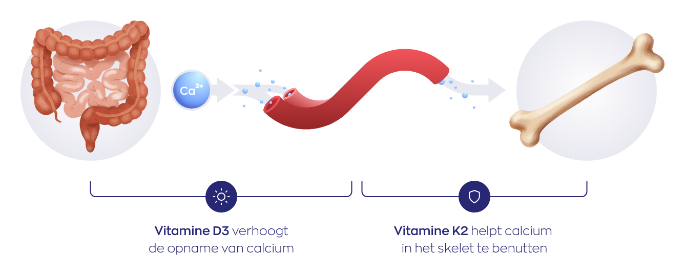 Samenwerking vitamine D3 en K2 bij calciumhuishouding